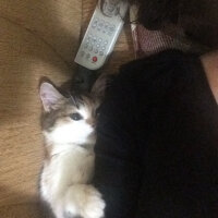 Tekir Kedi, Kedi  bütün kedilerim fotoğrafı