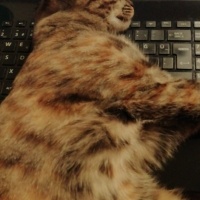 Tekir Kedi, Kedi  Tarçın fotoğrafı