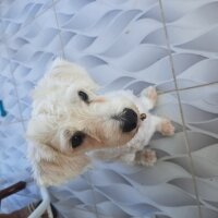 Maltese, Köpek  ponçik fotoğrafı