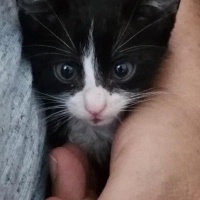 Tekir Kedi, Kedi  Smokin fotoğrafı
