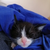 Tekir Kedi, Kedi  Smokin fotoğrafı