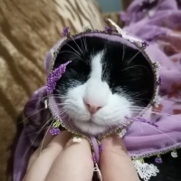 Tekir Kedi, Kedi  Smokin fotoğrafı