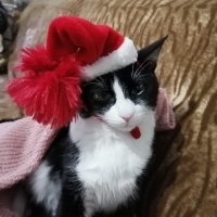 Tekir Kedi, Kedi  Smokin fotoğrafı