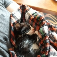 Tekir Kedi, Kedi  Smokin fotoğrafı