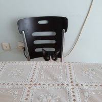 Tekir Kedi, Kedi  Smokin fotoğrafı
