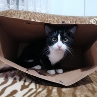 Tekir Kedi, Kedi  Smokin fotoğrafı