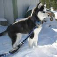 Sibirya Kurdu (Husky), Köpek  atom fotoğrafı