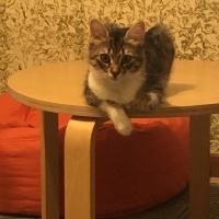 Tekir Kedi, Kedi  Dobby fotoğrafı