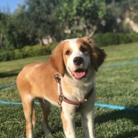 Golden Retriever, Köpek  Dobby fotoğrafı