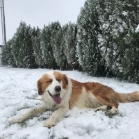 Golden Retriever, Köpek  Dobby fotoğrafı