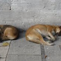 Sokö (Sokak Köpeği), Köpek  paşa  fotoğrafı