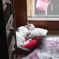 Tekir Kedi, Kedi  Zeytin fotoğrafı