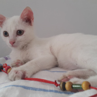 Ankara Kedisi, Kedi  Köpük fotoğrafı