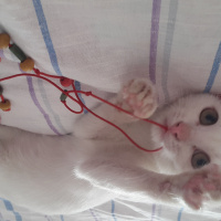 Ankara Kedisi, Kedi  Köpük fotoğrafı