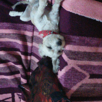 Maltese, Köpek  asya fotoğrafı