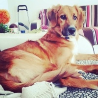 Golden Retriever, Köpek  Pucca fotoğrafı