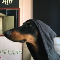 Doberman Pinscher, Köpek  Dobo fotoğrafı