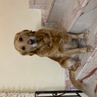 Golden Retriever, Köpek  Maya fotoğrafı