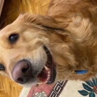 Golden Retriever, Köpek  Maya fotoğrafı