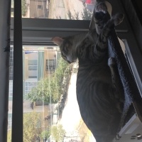 Tekir Kedi, Kedi  Duman fotoğrafı