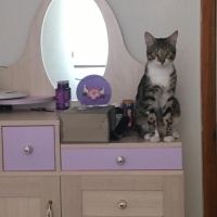 Tekir Kedi, Kedi  Duman fotoğrafı