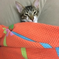 Tekir Kedi, Kedi  Duman fotoğrafı