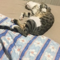 Tekir Kedi, Kedi  Duman fotoğrafı