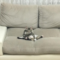 Tekir Kedi, Kedi  Duman fotoğrafı