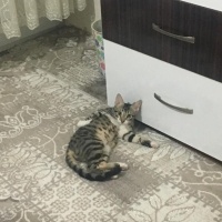 Tekir Kedi, Kedi  Duman fotoğrafı