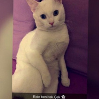 Ankara Kedisi, Kedi  bubble fotoğrafı