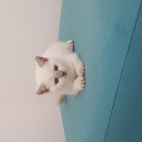 British Shorthair, Kedi  Mesut fotoğrafı