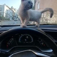 Scottish Fold, Kedi  Şanslı fotoğrafı