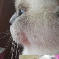 Scottish Fold, Kedi  Şanslı fotoğrafı