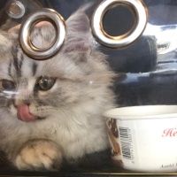 Chinchilla, Kedi  odin fotoğrafı