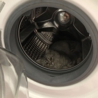 Chinchilla, Kedi  odin fotoğrafı