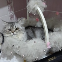 Chinchilla, Kedi  odin fotoğrafı