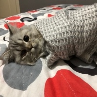 Chinchilla, Kedi  odin fotoğrafı