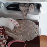 Chinchilla, Kedi  odin fotoğrafı
