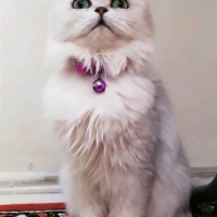 Chinchilla, Kedi  Şimal fotoğrafı