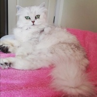 Chinchilla, Kedi  Şimal fotoğrafı