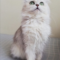 Chinchilla, Kedi  Şimal fotoğrafı