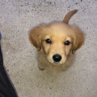 Golden Retriever, Köpek  mia fotoğrafı