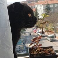 Scottish Fold, Kedi  Ramses fotoğrafı