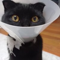 Scottish Fold, Kedi  Ramses fotoğrafı