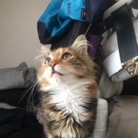 Tekir Kedi, Kedi  pamuk fotoğrafı
