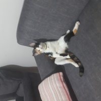 Tekir Kedi, Kedi  Leydi fotoğrafı