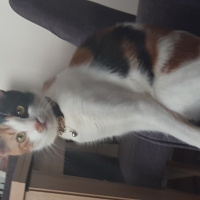 Tekir Kedi, Kedi  Leydi fotoğrafı