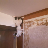 Tekir Kedi, Kedi  Leydi fotoğrafı