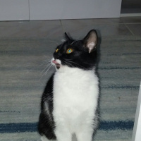 Tekir Kedi, Kedi  Zarife fotoğrafı