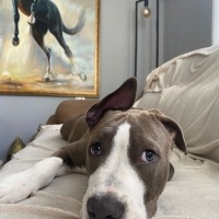 Amerikan Staffordshire Terrier, Köpek  Melo fotoğrafı